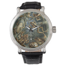 Vintage Frogs und Toads Batrachia von Ernst Haecke