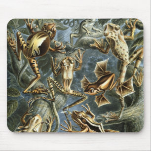 Vintage Frogs und Toads Batrachia von Ernst Haecke Mousepad