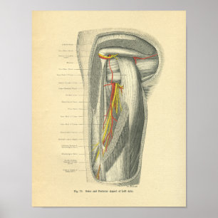 Vintage Frohse Anatomy of Arm & Shoulder Poster