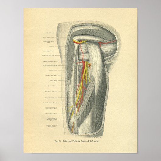 Vintage Frohse Anatomy of Arm & Shoulder Poster (Vorne)
