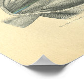 Vintage Frohse Anatomy of Clavicle & Shoulder Poster (Ecke)