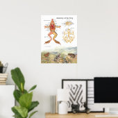 Vintage-Froschanatomieposter Poster (Heimbüro)