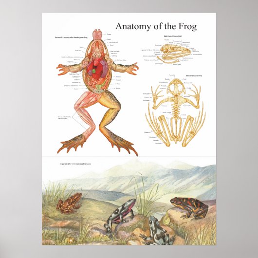 Vintage-Froschanatomieposter Poster (Vorne)