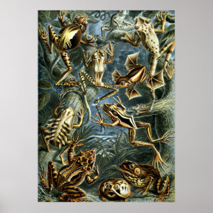 Vintage Frösche von Ernst Haeckel Poster
