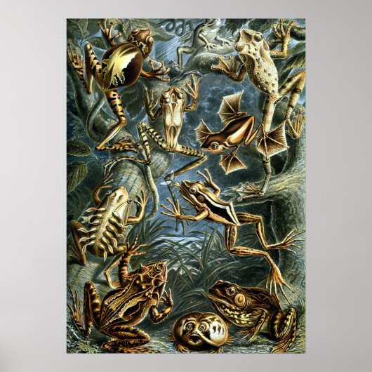 Vintage Frösche von Ernst Haeckel Poster (Vorne)
