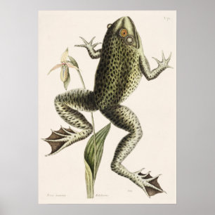 Vintage Froschtäuschung Poster