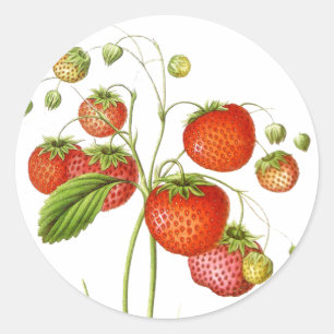 Vintage Frucht-Aufkleber Runder Aufkleber