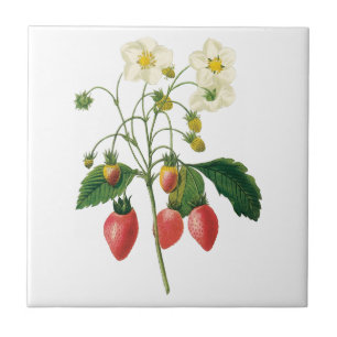 Vintage-Frucht-Beeren-Lebensmittel-Erdbeeren von R Fliese
