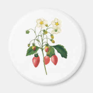 Vintage-Frucht-Beeren-Lebensmittel-Erdbeeren von R Magnet