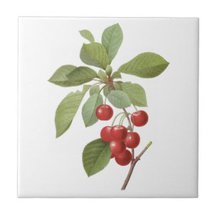 Vintage-Frucht-Kirsche-Essen, Kirschen von Redoute Fliese