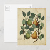 Vintage Fruchtbirne Botanische Printwerbung Postkarte (Vorne/Hinten)