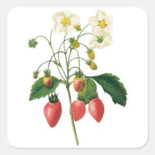 Vintage-Früchte-Beeren-Lebensmittel-Erdbeeren von Quadratischer Aufkleber