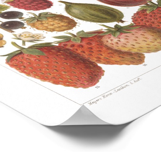 Vintage Früchte Berries Antike Ästhetik Poster (Ecke)