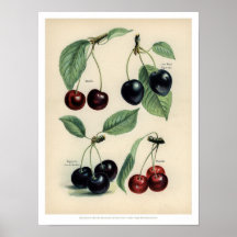 Vintage-Früchteposter - Kirsche