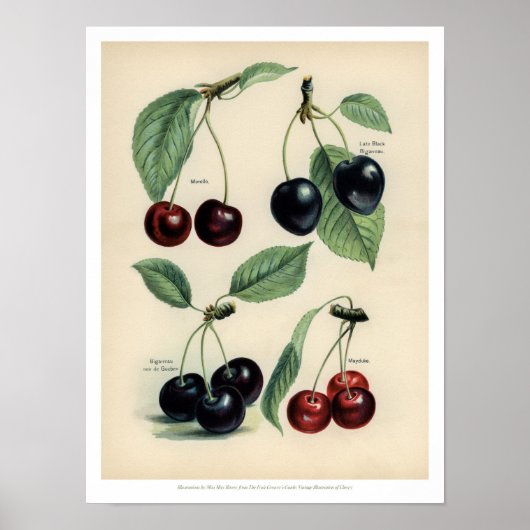 Vintage-Früchteposter - Kirsche Poster (Vorne)