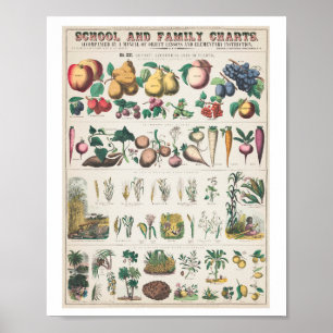 Vintage-Fruchtfamilien-Kunstposter Poster