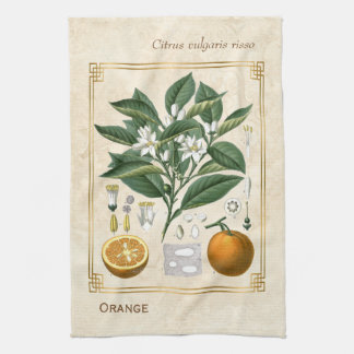 Vintage FruchtIllustration Orange Botanische Kunst Geschirrtuch