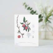 Vintage Fruchtkirschen Botanische Schrift Postkarte (Stehend Vorderseite)