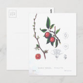Vintage Fruchtkirschen Botanische Schrift Postkarte (Vorne/Hinten)