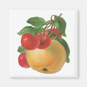 Vintage-Fruchtmagnet Magnet