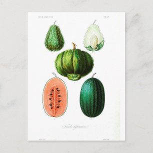 Vintage Fruchtmelone Botanische Printwerbung Postkarte