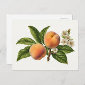 Vintage Fruchtzweigung mit Blossom Postkarte (Vorne/Hinten)