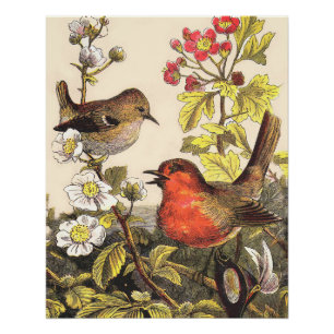 Vintage-Frühlings-Rotkehlchen-Singvögel-Botanik-Bl Poster