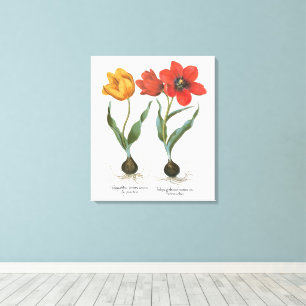 Vintage Frühlings-Tulpen von Basilius Besler Leinwanddruck