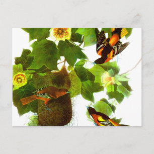 Vintage Frühlingsvögel & Blumen Postkarte