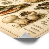 Vintage Fungi Scientific Illustration Poster (Ecke)