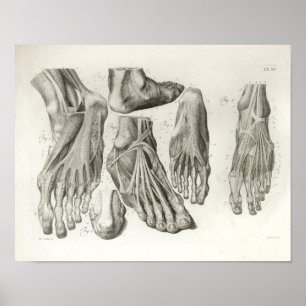 Vintage-Fußmuskelbänder Anatomie Druck 1716 Poster