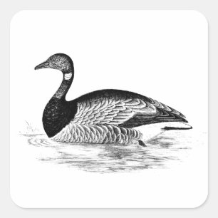Vintage-Gänse-Illustration - Gänse-Schablone aus d Quadratischer Aufkleber