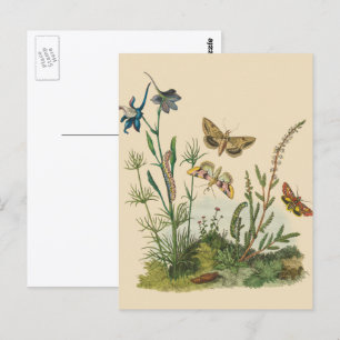 Vintage Garden Insects, Butterflies, Caterpillars Postkarte