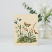 Vintage Garden Insects, Butterflies, Caterpillars Postkarte (Stehend Vorderseite)