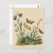 Vintage Garden Insects, Butterflies, Caterpillars Postkarte (Vorne/Hinten)