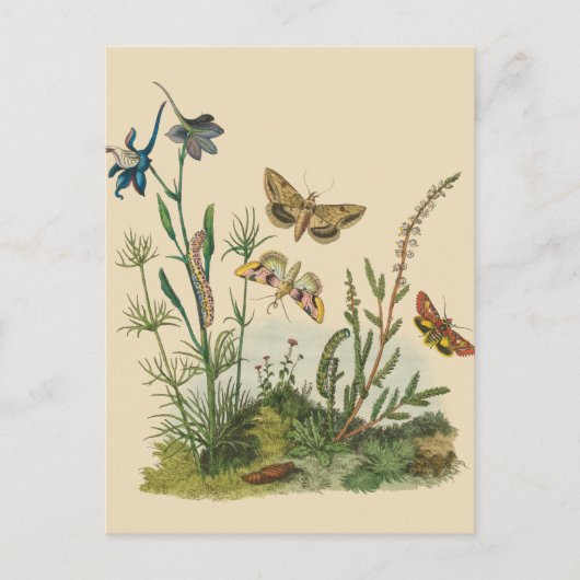 Vintage Garden Insects, Butterflies, Caterpillars Postkarte (Vorderseite)