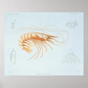 Vintage-Garnelen-Anatomie, Meeresleben-Ozean-Tiere Poster