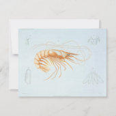 Vintage Garnelen, Anatomie von Meerestieren Einladung (Vorderseite)