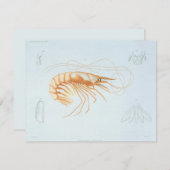 Vintage Garnelen, Anatomie von Meerestieren Einladung (Vorne/Hinten)