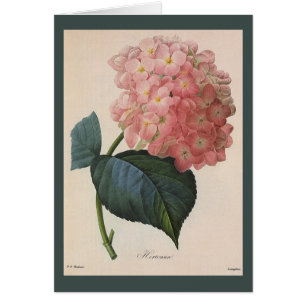 Vintage Garten-Blumen, rosa HydrangeaHortensia