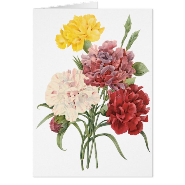 Vintage Gartennelkendianthus-Garten-Blumen Redoute (Vorne)