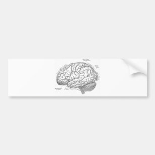 Vintage Gehirn-Anatomie Autoaufkleber