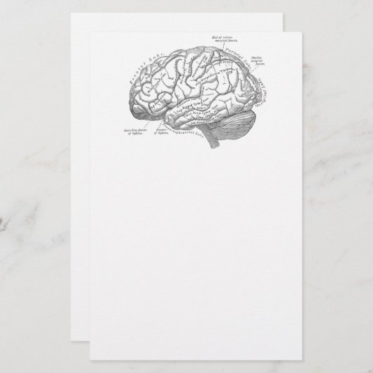Vintage Gehirn-Anatomie Briefpapier (Vorne/Hinten)
