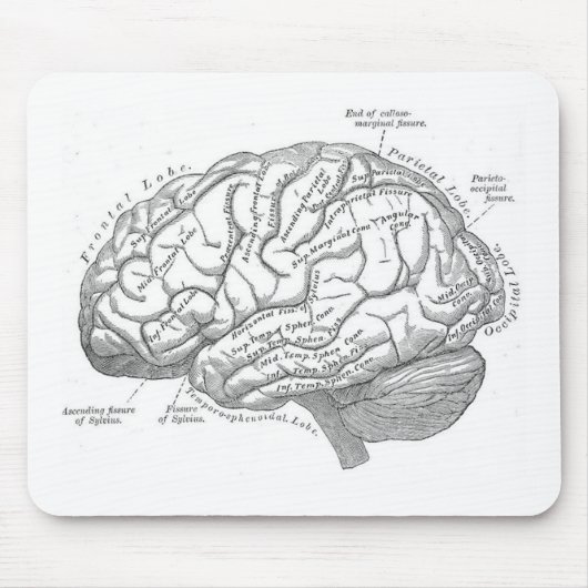 Vintage Gehirn-Anatomie Mousepad (Vorne)