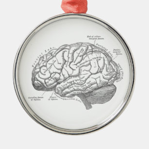 Vintage Gehirn-Anatomie Ornament Aus Metall