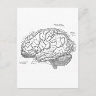 Vintage Gehirn Anatomie Postkarte