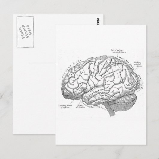 Vintage Gehirnanatomie Postkarte (Vorne/Hinten)