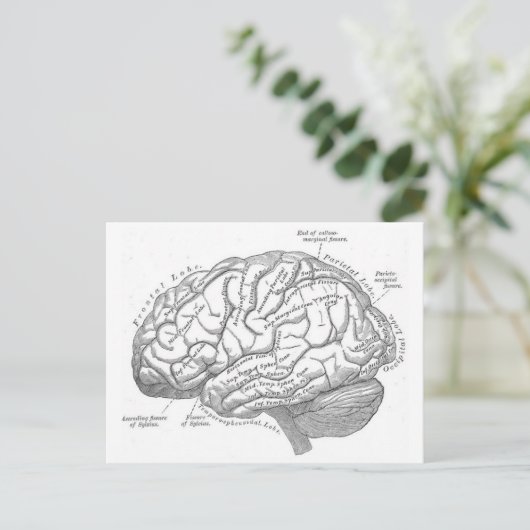 Vintage Gehirnanatomie Postkarte (Stehend Vorderseite)