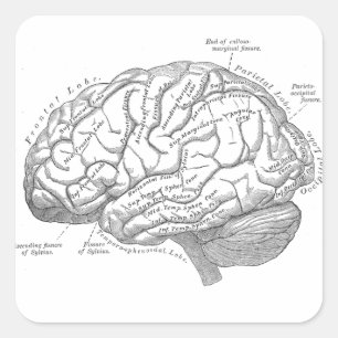 Vintage Gehirnanatomie Quadratischer Aufkleber
