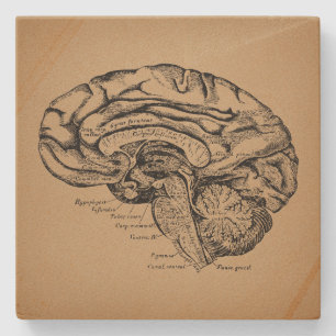 Vintage-Gehirndiagramm Antike medizinische Anatomi Steinuntersetzer